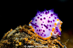 Nudi with eggs (probably - Mexichromis macropus) by Adam Skrzypczyk 
